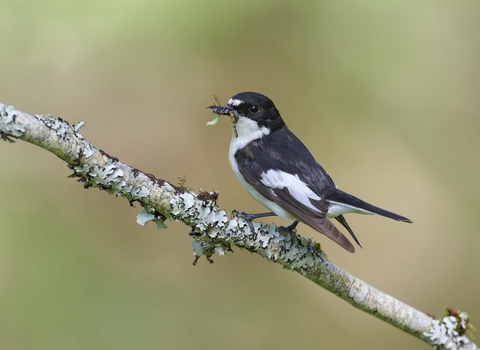 Pied flycatcher male