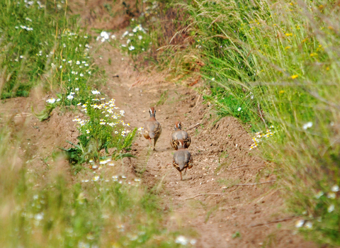 A covey of red-legged partridges running along the edge of a track