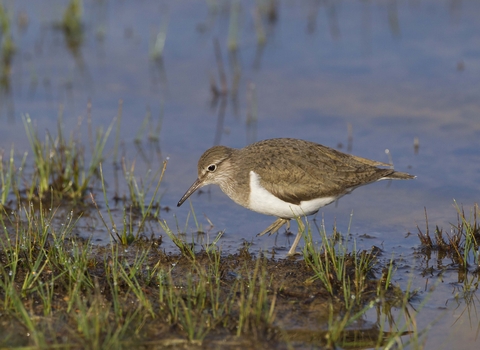 Common Sandpiper