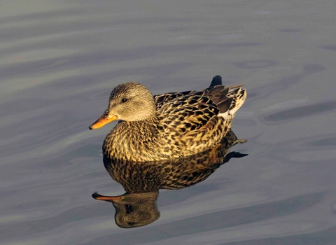 Gadwall