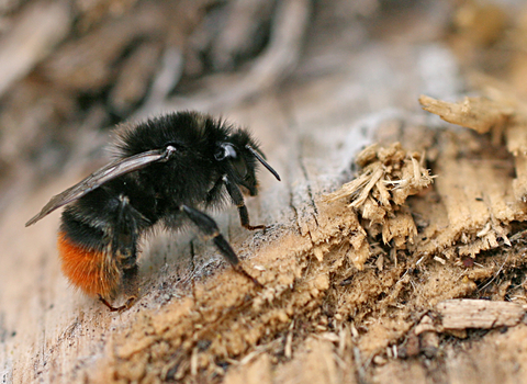 Red-tailed Bumblebee