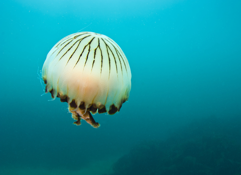 Compass jellyfish