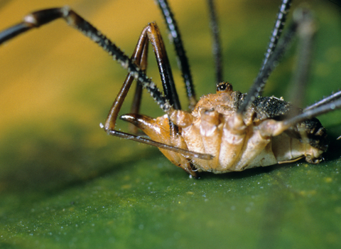 Harvestman (Phalangium opilio) male