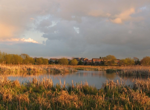 Doxey Marshes