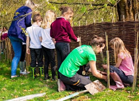 Tree planting 