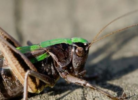 Bog Bush Cricket