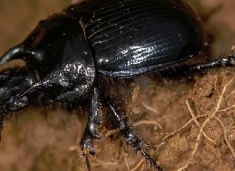 The Minotaur Beetle