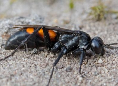 Spider hunter wasp