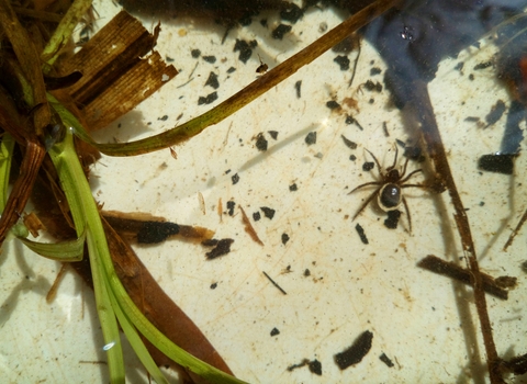 Water spider