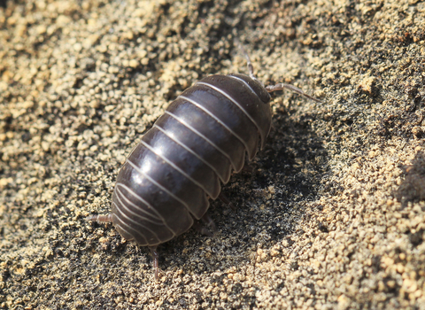 Pill woodlouse