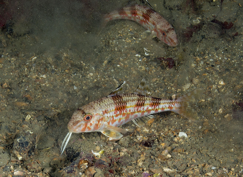 red mullet