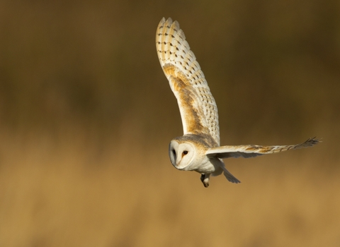 Barn own in flight by Danny Green