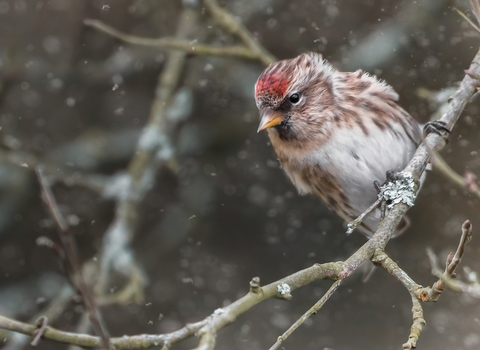 Redpoll in snow - Tom Ellis