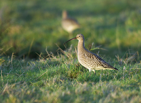 Curlew