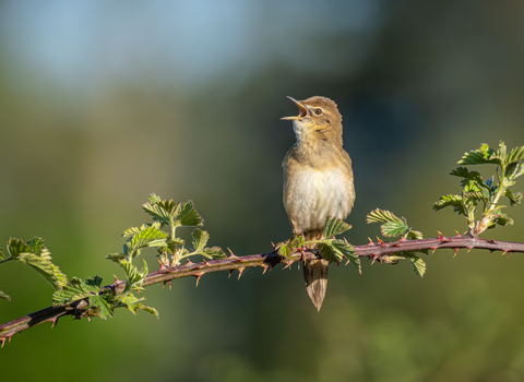 A small pale grey bird perched on a thorny branch with its beak wide open in mid call