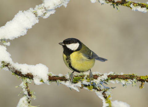 A great tit sits alert on a snow and moss covered branch