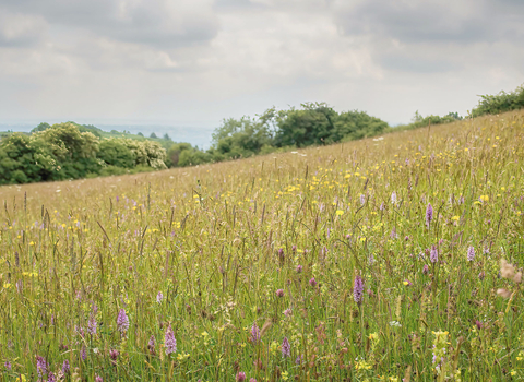 A sloping meadow with various coloured flowers including yellows, pinks. purples and lot of grasses. Trees fringe the far border of the field and a grey cloudy sky its above.