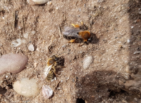 Two bees, one small and one large, sitting on sandy stoney soil