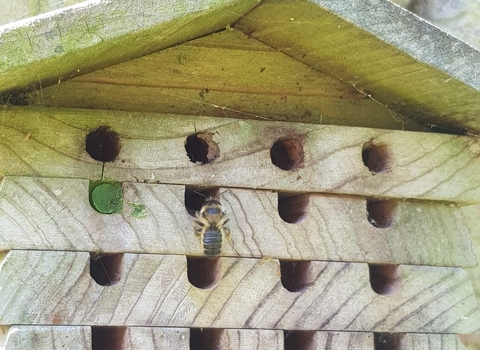 A wooden bee hotel with one hole blocked up by green leaf material