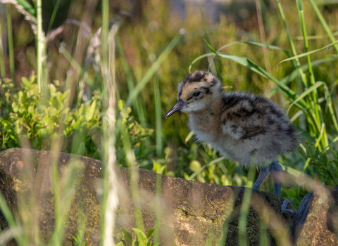 A small chick with fluffy pale yellow/orange down with dark brown patches sitting in an area of green vegetation and grasses