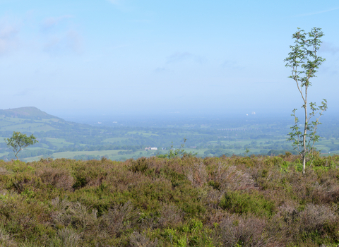 A vast view over a heather glad landscape with farm fields and a large hill in the distance. A small tree stands to the right of the image.