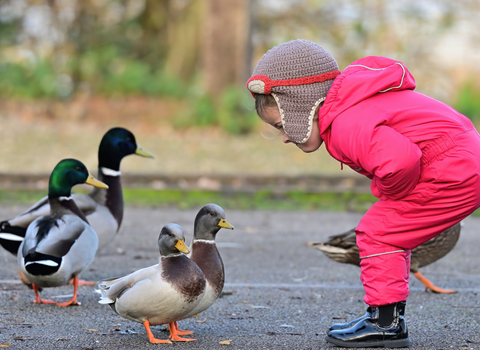 A small girl in outdoor clothes, rain boots, and a knit hat eagerly observes a group of ducks walking in front of her.