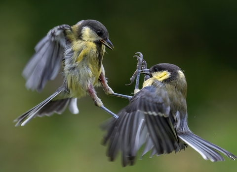 Two birds in mid flight with their claws drawn to attack. The birds are grey over their wings and backs, with black topped heads and muted yellow chests.