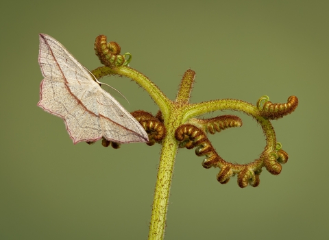 A striking pale white/cream moth with a thin red line across its wings sits on an unfurled fern stem