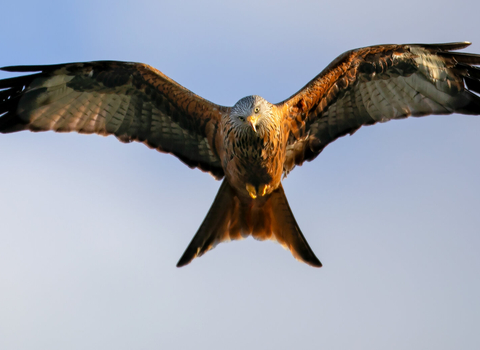 A bird of prey in flight with red/brown feathers and a forked tail. It looks at the viewer with its head cocked to one side. It has white patches of feathers on its underwing and head and a yellow beak with piercing yellow eyes.