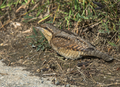 A wryneck foraging for ants along the edge of a track